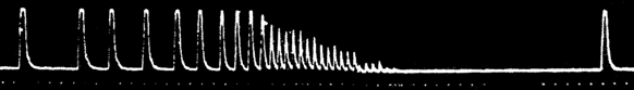 Рис. 70. Электронная картинка звуковых сигналов летучей мыши (по Р.Ридлю).