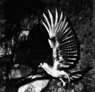 Рис. 72. Гуахаро, вылетающая из гнезда (фото А. Шнелля).