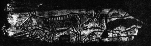 Рис. 75. Рисунок на оленьей кости, изображающий ланей. Грот Шаффо, Франция.