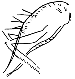 Рис. 82. Кузнечик. Гравировка на кости из пещеры Трех братьев, Франция (17-15 тыс. лет до н. э.).
