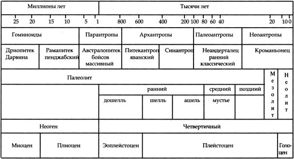 Таблица 6. От обезьяны к человеку (по П.И. Борисковскому)